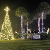 Town tree and palm trees lit up for Holiday Tree Lighting. 