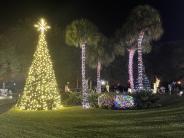 The Town tree and surrounding palm trees lit up and decorated at night. 