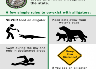 Alligator Infographic