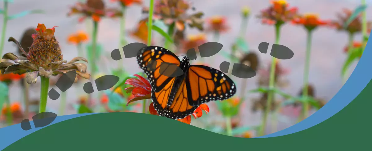 Footprints Lunch and Learn Butterfly and Native Plant Gardening