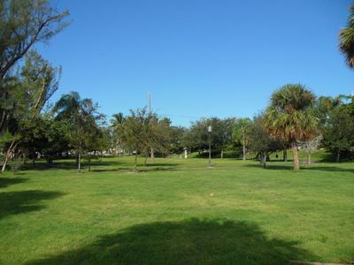 photo-pine-tree-park-04.jpg